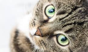 If you've seen fleas on your cat or in your house, you know you may notice them jump away as you work. Feline Infectious Peritonitis Clinician S Brief