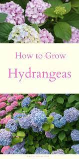 How To Grow Hydrangeas In Your Garden Natalie Linda Growing Hydrangeas Flower Garden Care Peonies And Hydrangeas