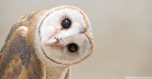 Check spelling or type a new query. 9 Tattoo Ideas To Honor A Loved One With Alzheimer S The Alzheimer S Site News