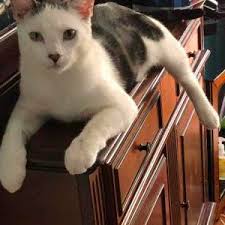 Lost Cats In BRICK, NJ