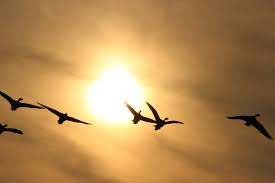 Resultado de imagem para aves a voar