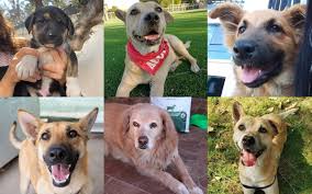 Cumple con los estándares de la raza. Dia Del Perro Sin Raza Conoce Estos Grupos De Adopcion Y Regalales Un Nuevo Hogar Rock Pop