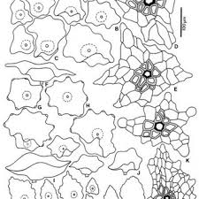 Pdf Revision Del Genero Danaea Marattiaceae Pteridophyta