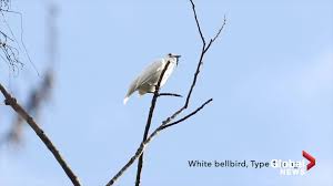 Bird That Sounds Like A Car Alarm Canada World S Loudest Bird Call Sounds Like A Sexy Fire Alarm To Females National Globalnews Ca