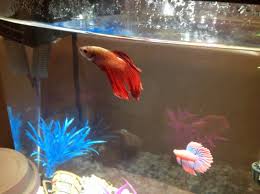 Is My Betta Fish Old Or Sick My Aquarium Club