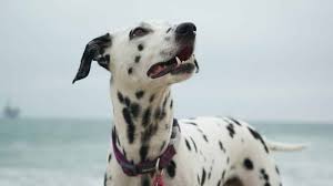 Dalmatiens à adopter, ou à placer: Chien Dalmatien Caractere Personnalite Botaneo