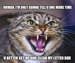 Grumpy cat by iamabhikj meme center. Image Tagged In Angry Cat Memes Cats Cat Memes Funny Imgflip