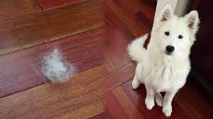 Most people brush this dog's coat when it is still wet and this tends to make the hair clump up and even irritate the skin. Floof Nukka The Samoyed Short Youtube