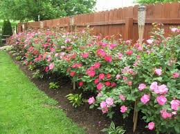 How To Care For Knockout Roses Planting Roses Colorful Landscaping Knockout Roses