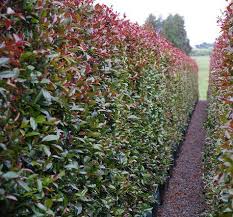 Pin By Henry Cornejo On Landscaping Ideas Hedging Plants Garden Hedges Plants