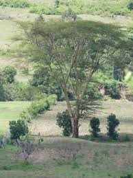 Image result for Acacia kirkii