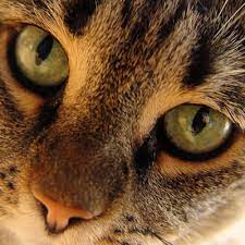 A concussed cat may appear uncoordinated, have difficulty walking, or exhibit other neurological symptoms. Brain Tumour Or Cancer Kingdom Veterinary Clinic