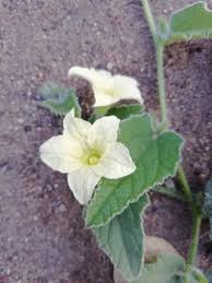 Image result for Cucumis hirsutus