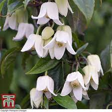 Maybe you would like to learn more about one of these? Clematis Urophylla Winter Beauty Plants Thompson Morgan