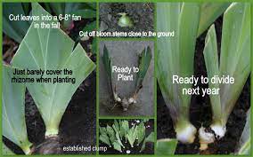 When To Plant Iris The Time To Plant Or Divide Tall Bearded Iris Iris Flowers Garden Growing Irises Plants