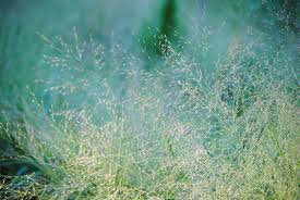 Image result for Eragrostis dinteri