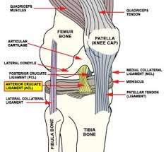 These fibrous bands attach bone to bone acl injuries are common in sports that involve sudden changes in direction, such as football, and soccer. Anterior Cruciate Ligament Acl Injuries Advanced Orthopedic Sports Medicine Specialists