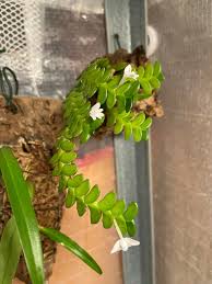 Image result for Angraecum distichum