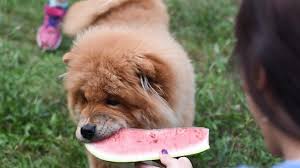 Everybody loves watermelon, even dogs. Can Dogs Eat Watermelon Three Feeding Rules All Things Dogs All Things Dogs