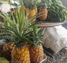 Kauaʻi sugarloaf has a creamy white flesh. Pineapple Season In Hawaii This Hawaii Life