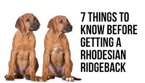 Only guaranteed quality, healthy puppies. 7 Things To Know Before Getting A Rhodesian Ridgeback Puppy