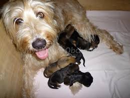 Image result for velký vendéeský hrubosrstý honič