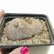 Image result for Pterodiscus angustifolius