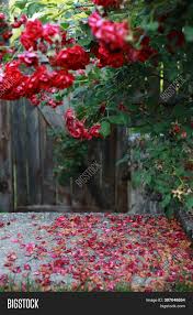 Red potted rose tree artificial plant with lifelike green. Beautiful Red Rose Image Photo Free Trial Bigstock