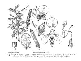 Image result for Indigofera colutea