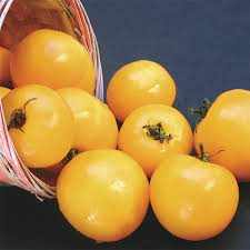 We did not find results for: Taxi Tomato Medium Large Tomato Seeds Totally Tomatoes