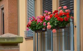 Whether you&#39;re an urban dweller with limited garden. Flowers For Window Boxes Sun And Shade Loving Plants The Old Farmer S Almanac