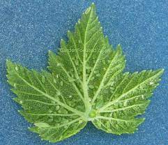 There are five simple techniques that i have found to be. Pests And Disease Of Plum Trees