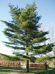 Check spelling or type a new query. Pinus Strobus Eastern White Pine Native Plants Of North America