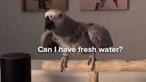 Parrot Talking to Alexa: Watch Petra the Parrot Order from Alexa