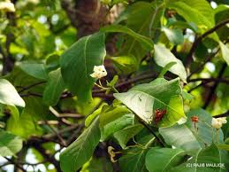 Image result for Holarrhena pubescens