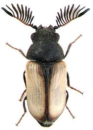 Black And Yellow Longhorn Beetle Uk Tachelobrachys Kiesenwett Mit Bildern Insekten Kafer Insekt Tiere