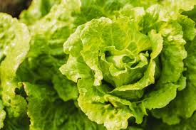 So is the lettuce bad or not?
