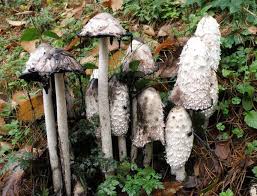 Image result for Coprinus comatus