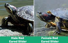 Male Vs Female Red Eared Slider Turtle Telling The Gender With Pictures