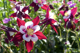 Stark giftige pflanzen im garten. Giftige Sommerblumen