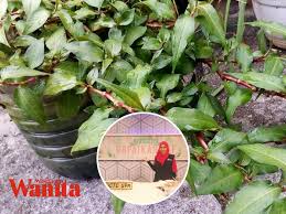 Daun kesum adalah jenis tanaman yang mudah untuk dibudidayakan seperti halnya budidaya pohon damar, cara menanamnya sangat sederhana yaitu melalui teknik stek yang juga pernah kita pelajari di cara menanam bunga pukul 8. Ini Tip Tanam Pokok Kesum Bagi Hidup Boleh Tinggal Balik Kampung Sebab Airnya Cuma Tengok Sebulan Sekali Mingguan Wanita