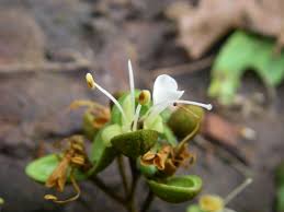 Image result for Anthonotha