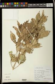 Image result for Argomuellera