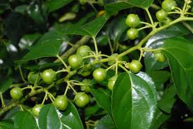 Image result for Colubrina asiatica