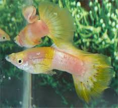 Pin By Lawrence Clark On Fish Guppy Betta Aquarium Guppy Fish Cute Fish Colorful Fish