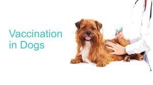 Our mission is to provide the highest quality in veterinary medical companion animal pet health care in a professional, friendly, relaxed setting. Ark Veterinary Centre Home Facebook