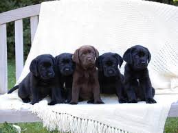 Our next anticipated litter will be spring/summer 2020 for. Tlc Labrador Retrievers Home