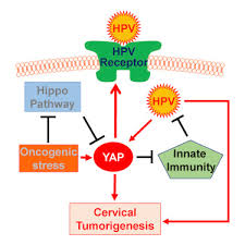 Cervical cancer is a deadly cancer and the overall u.s. A Human Papillomavirus Independent Cervical Cancer Animal Model Reveals Unconventional Mechanisms Of Cervical Carcinogenesis Sciencedirect