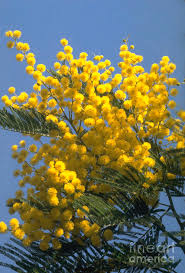 Image result for Acacia dealbata
