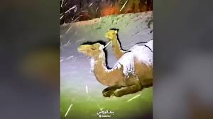 Wear long pants and long socks to protect your skin. Snow Falls On Camels In Saudi Arabia
